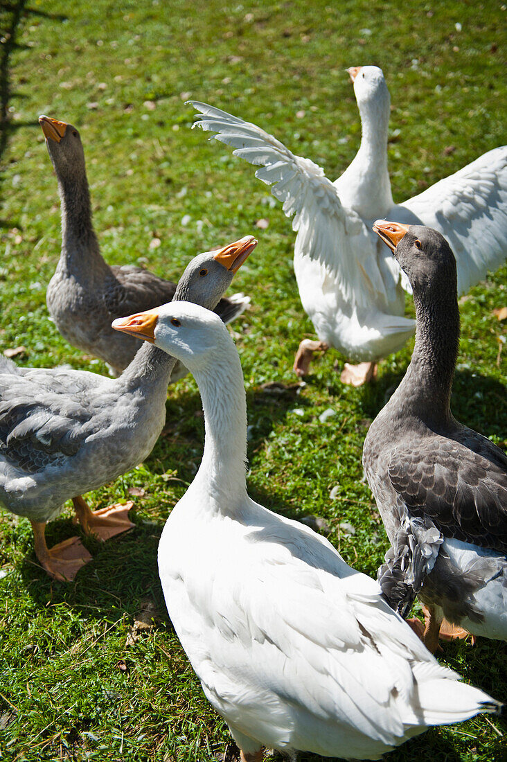 Gänse auf der Wiese, Poysdorf, Weinviertel, Niederösterreich, Österreich