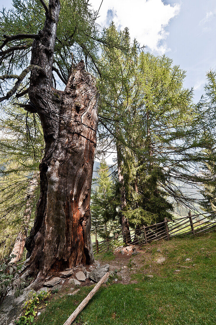 Old larch tree, Ulten valley, South Tyrol, Italy