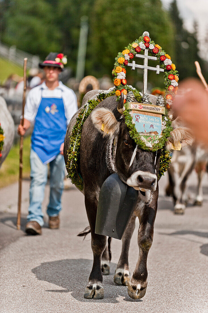 Cow wearing flower decorations, drive from the mountain pastures, Almabtrieb, Ulten valley, South Tyrol, Italy
