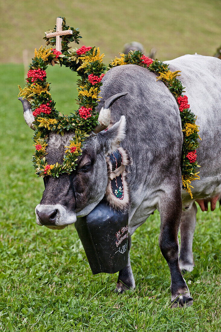 Cow with flower decorations, drive from the mountain pastures, Almabtrieb, Ulten valley, South Tyrol, Italy