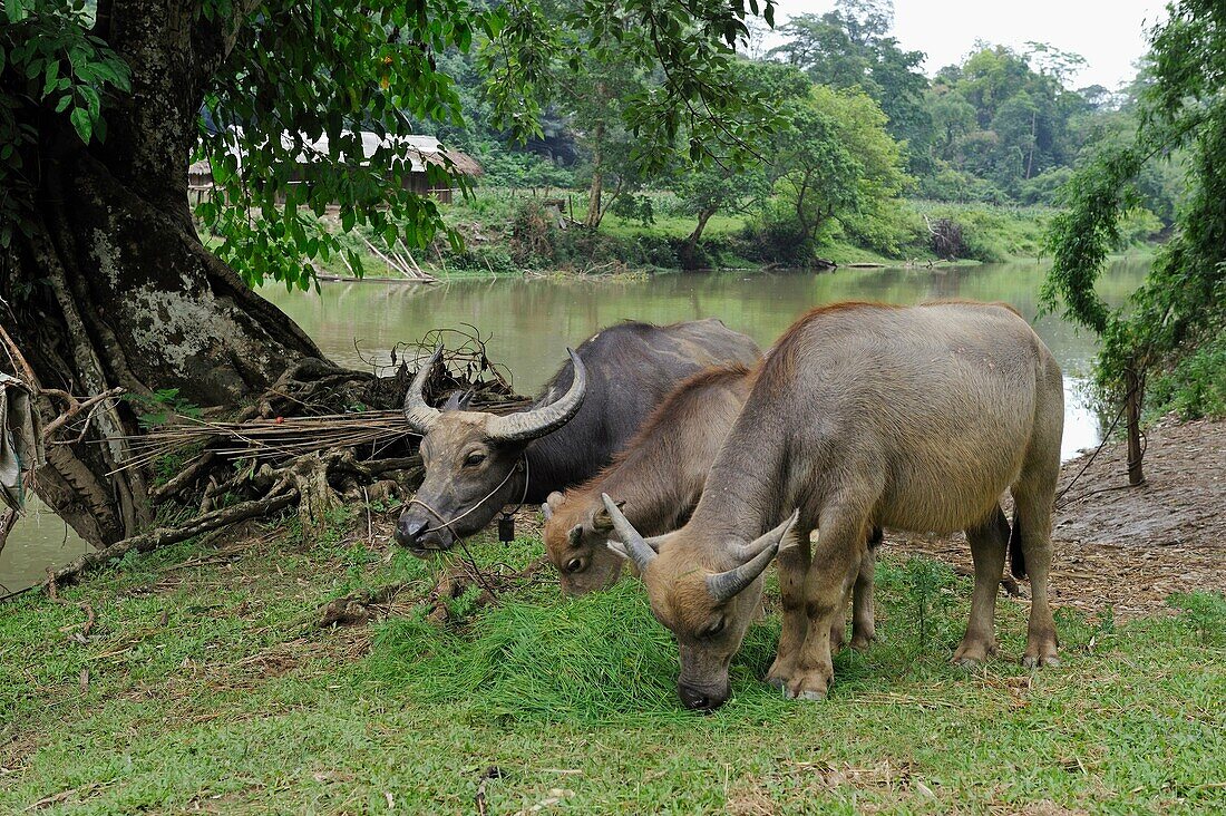 buffalos on the Ba Be Lake, bank Bac Kan province, Northern Vietnam, southeast asia