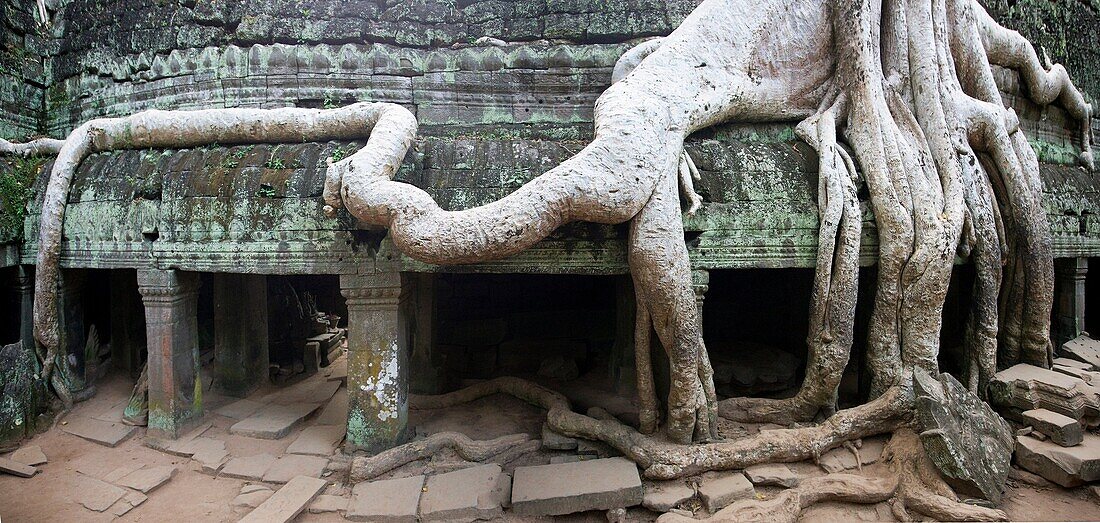 Cambodia-No  2009 Siem Reap City Angkor Temples W H  Ta Prohm Temple.