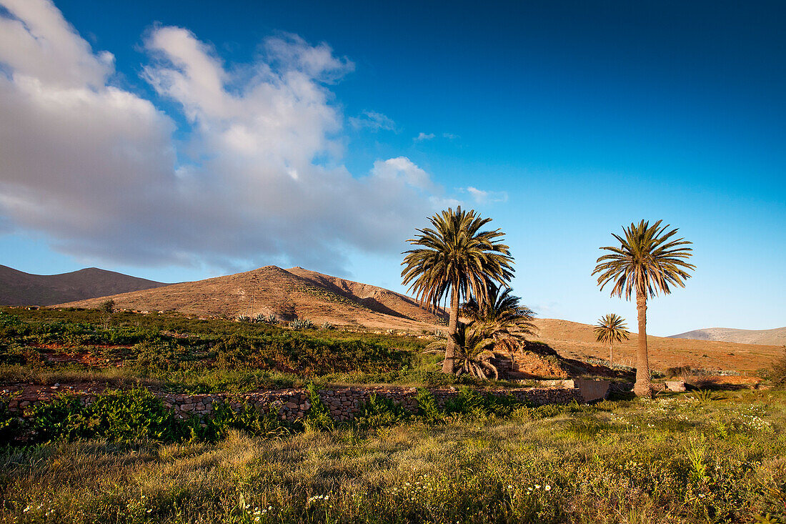 Palm tree oasis, Vega de Rio de las Palmas, Fuerteventura, Canary Islands, Spain