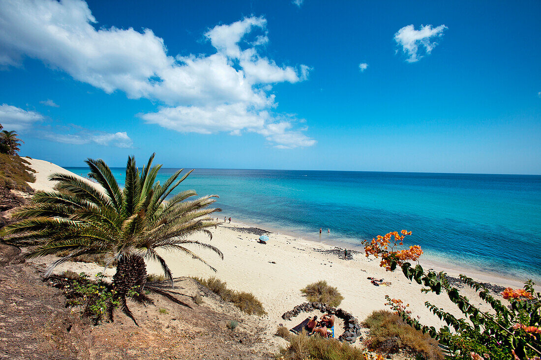 Palmen an der Promenade, Blick auf den Strand, Playa del Matorral, Morro Jable, Jandia Halbinsel, Fuerteventura, Kanarische Inseln, Spanien