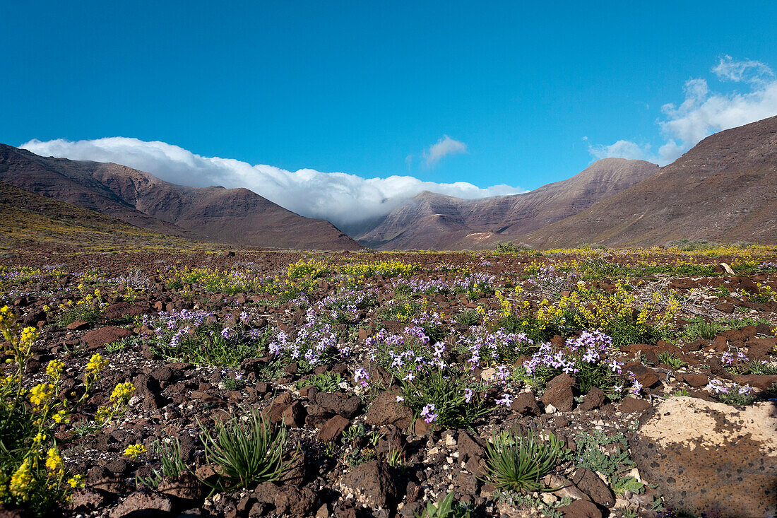 Spring Flowers in the mountains, Maczio de Jandia, Jandia peninsula, Fuerteventura, Canary Islands, Spain