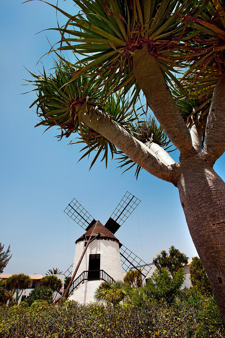 Windmill at the Pueblo Majarero, Museo Molino, Antigua, Fuerteventura, Canary Islands, Spain