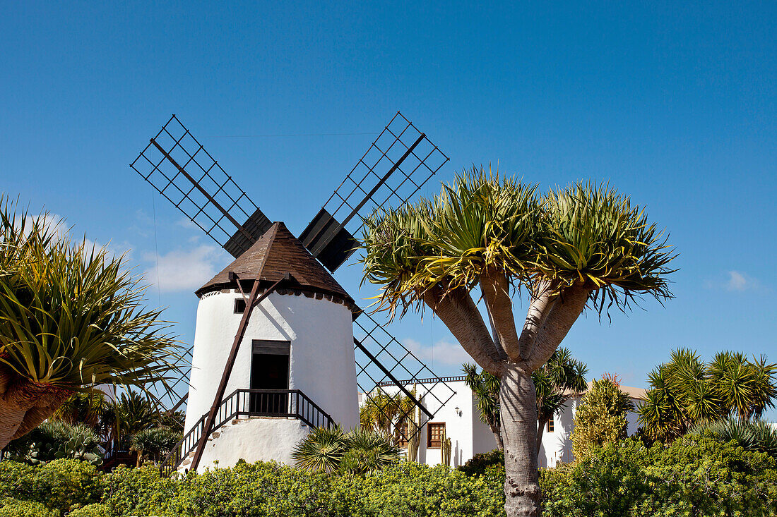 Windmill, Museo Molino, Antigua, Fuerteventura, Canary Islands, Spain