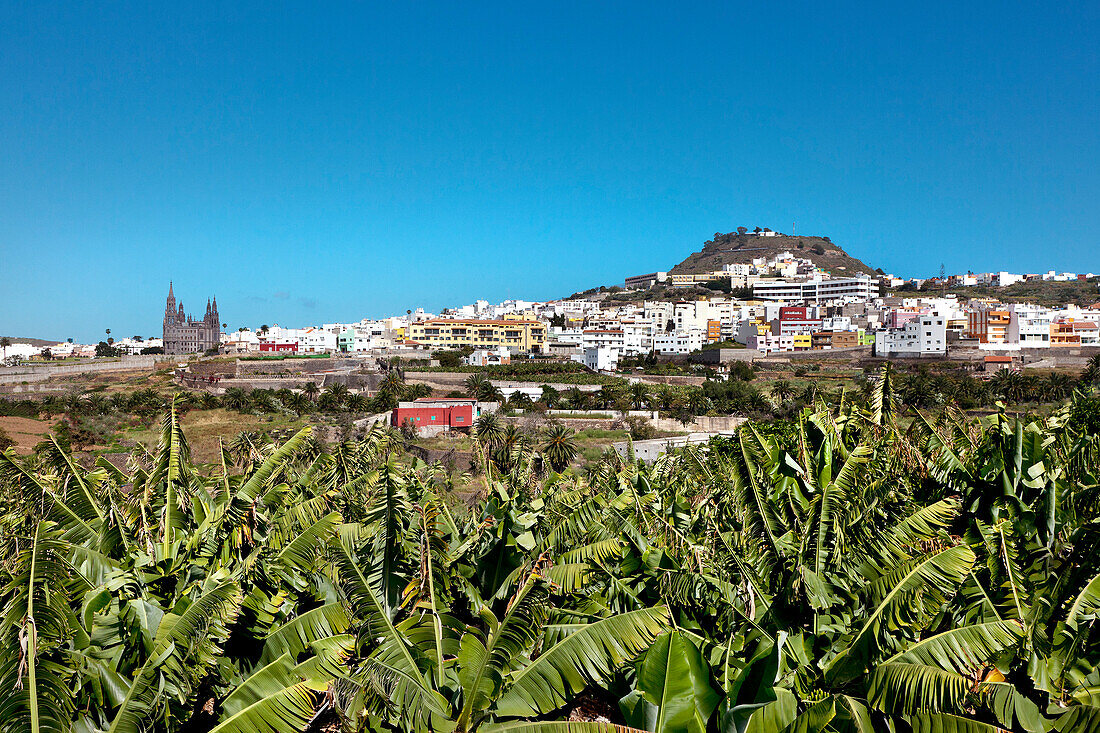 View of the banana plantation, Church, Arucas, Gran Canaria, Canary Islands, Spain