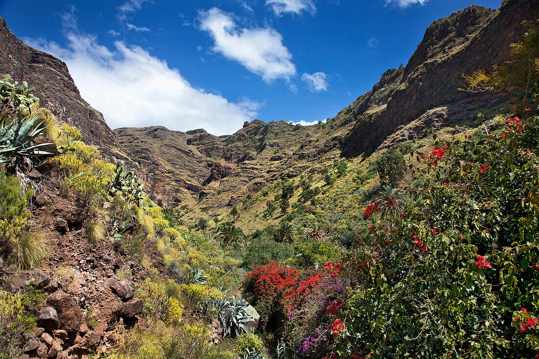 Valle de Agaete, Agaete Valley, Gran Canaria, Canary Islands, Spain