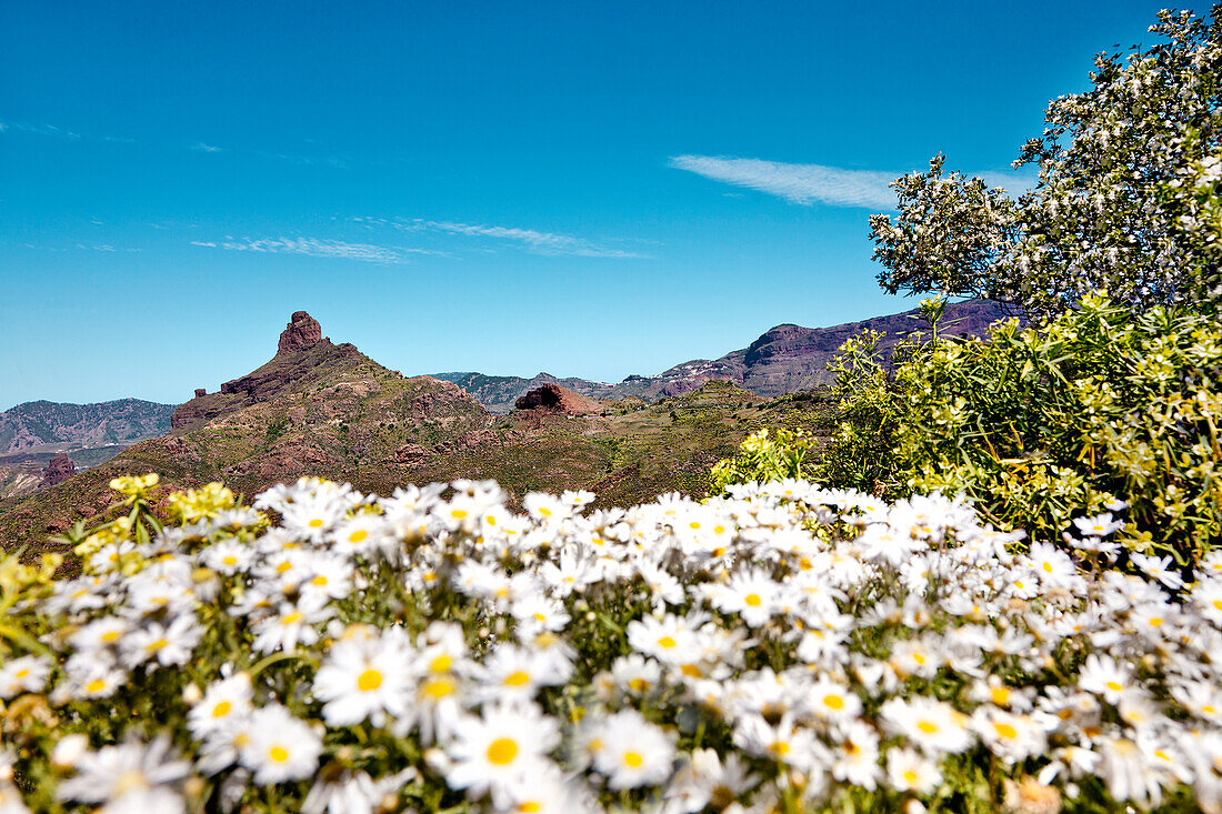 Camomiles at the foot of Roque Bentayga, Gran Canaria, Canary Islands, Spain