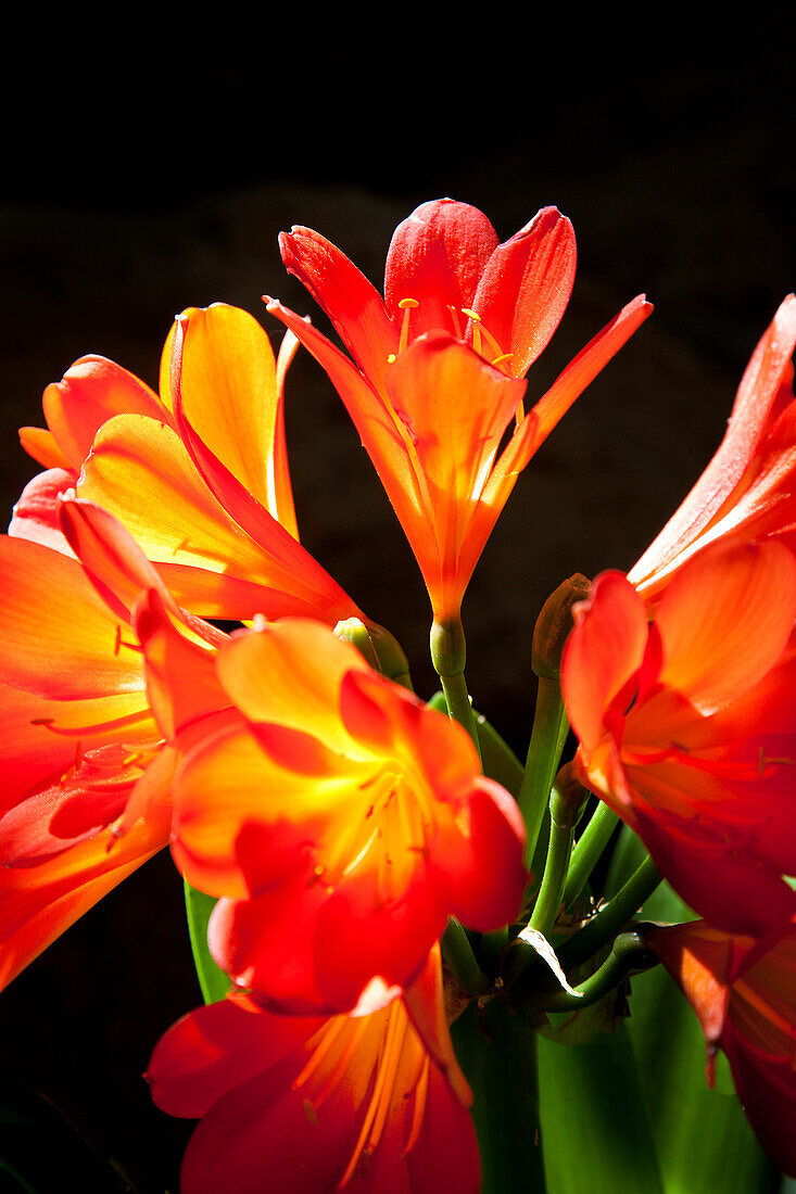 Orange Blume, Gran Canaria, Kanarische Inseln, Spanien