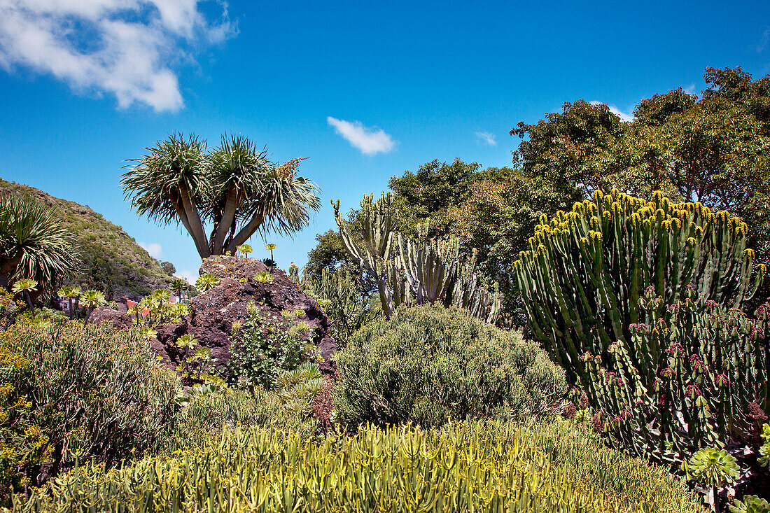 Jardin Canario, Tafira, Gran Canaria, Canary Islands, Spain