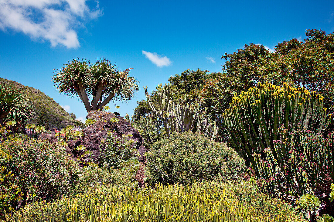 Kaktus Garten, Jardin Canario, Tafira, Gran Canaria, Kanarische Inseln, Spanien