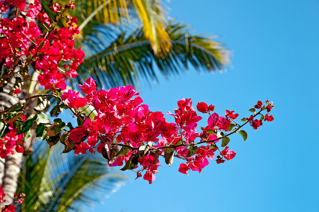 Bougainvillea with  palm tree in the background, Gran Canaria, Canary Islands, Spain