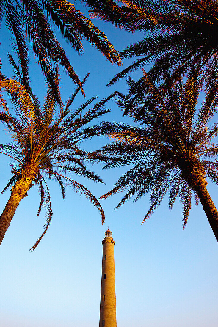 Palm trees and lighthouse, Maspalomas, Gran Canaria, Canary Islands, Spain, Europe