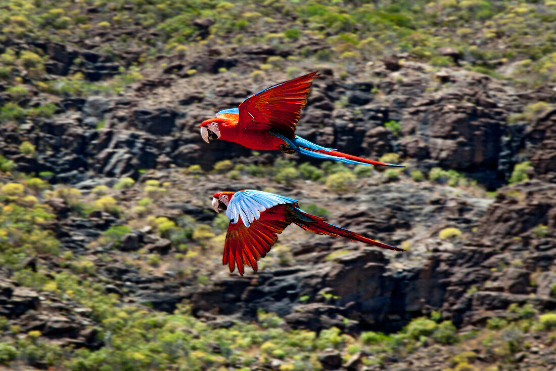 Parrots during a bird show, Palmitos Park, Maspalomas, Gran Canaria, Canary Islands, Spain, Europe