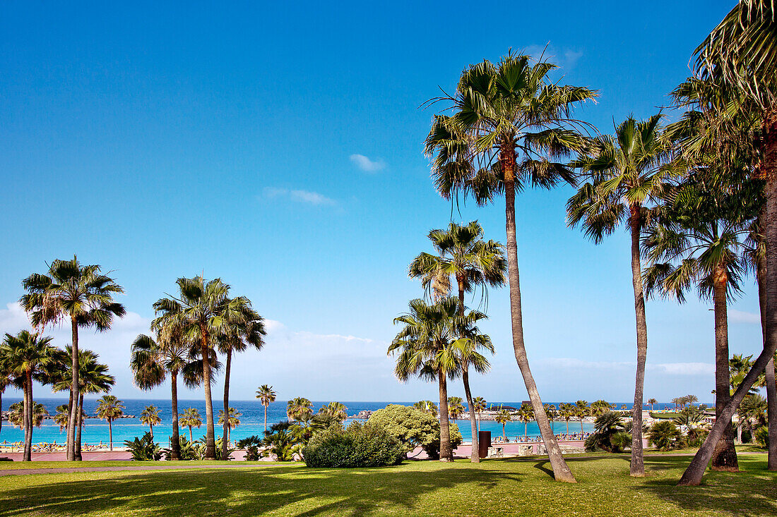 Blick auf Palmen und Meer, Playa Amadores, Puerto Rico, Gran Canaria, Kanarische Inseln, Spanien, Europa