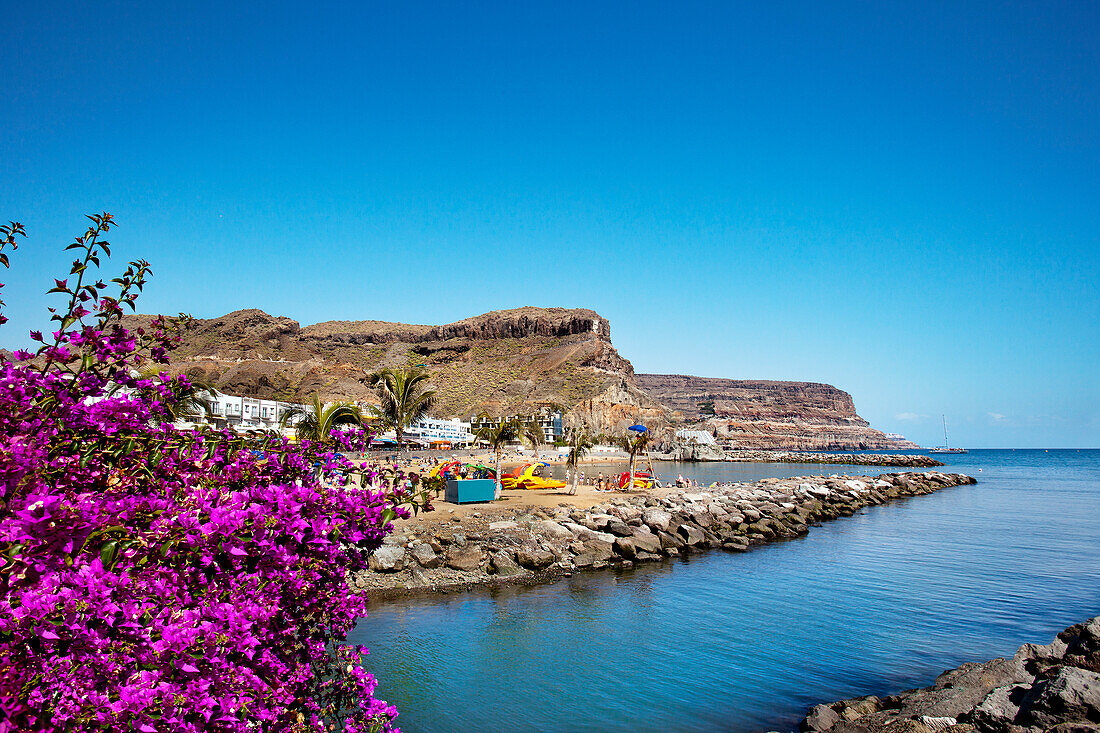 Blumen an der Küste unter blauem Himmel, Puerto de Mogan, Gran Canaria, Kanarische Inseln, Spanien, Europa