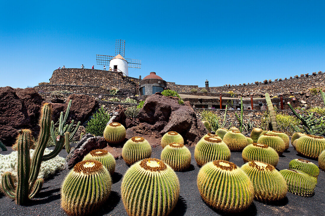 Windmühle und Kakteen, Kaktusgarten, Jardin de Cactus, Architekt Cesar Manrique, Guatiza, Lanzarote, Kanarische Inseln, Spanien, Europa