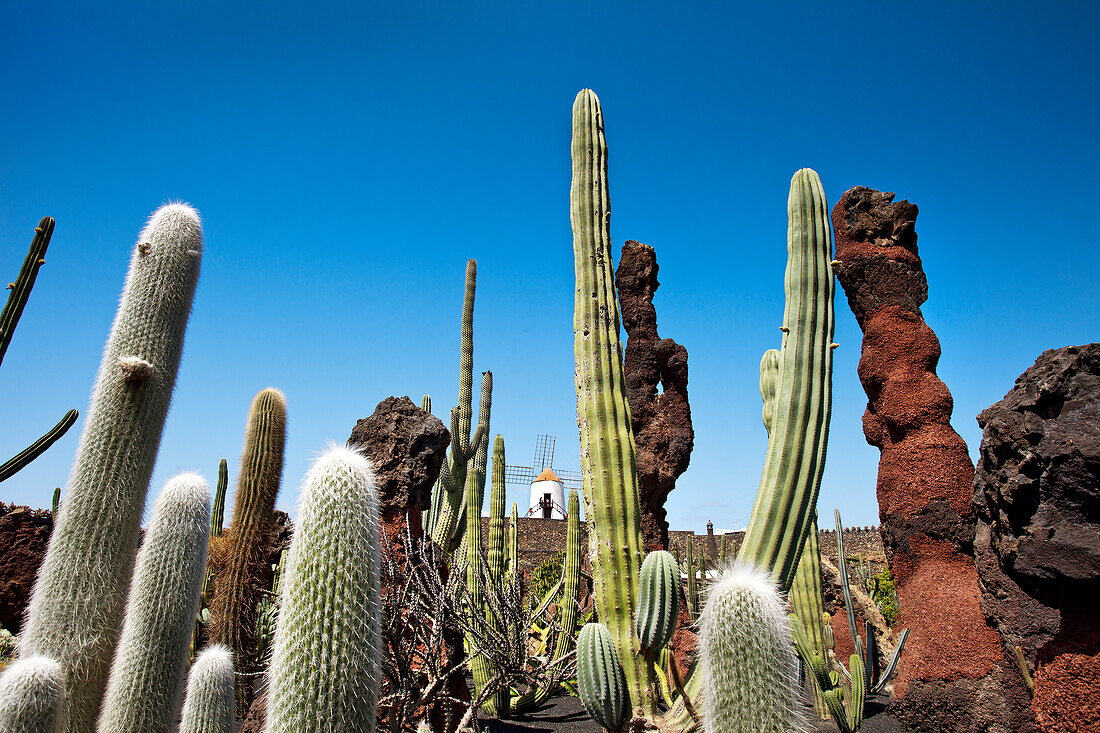 Windmill and cacti, botanical garden, Jardin de Cactus, architect Cesar Manrique, Guatiza, Lanzarote, Canary Islands, Spain, Europe