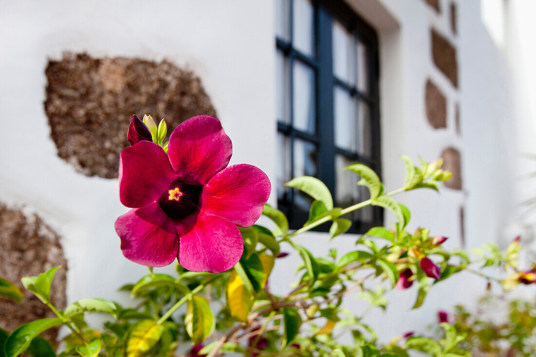 Hibiskusblüte vor einem Haus, Lanzarote, Kanarische Inseln, Spanien, Europa