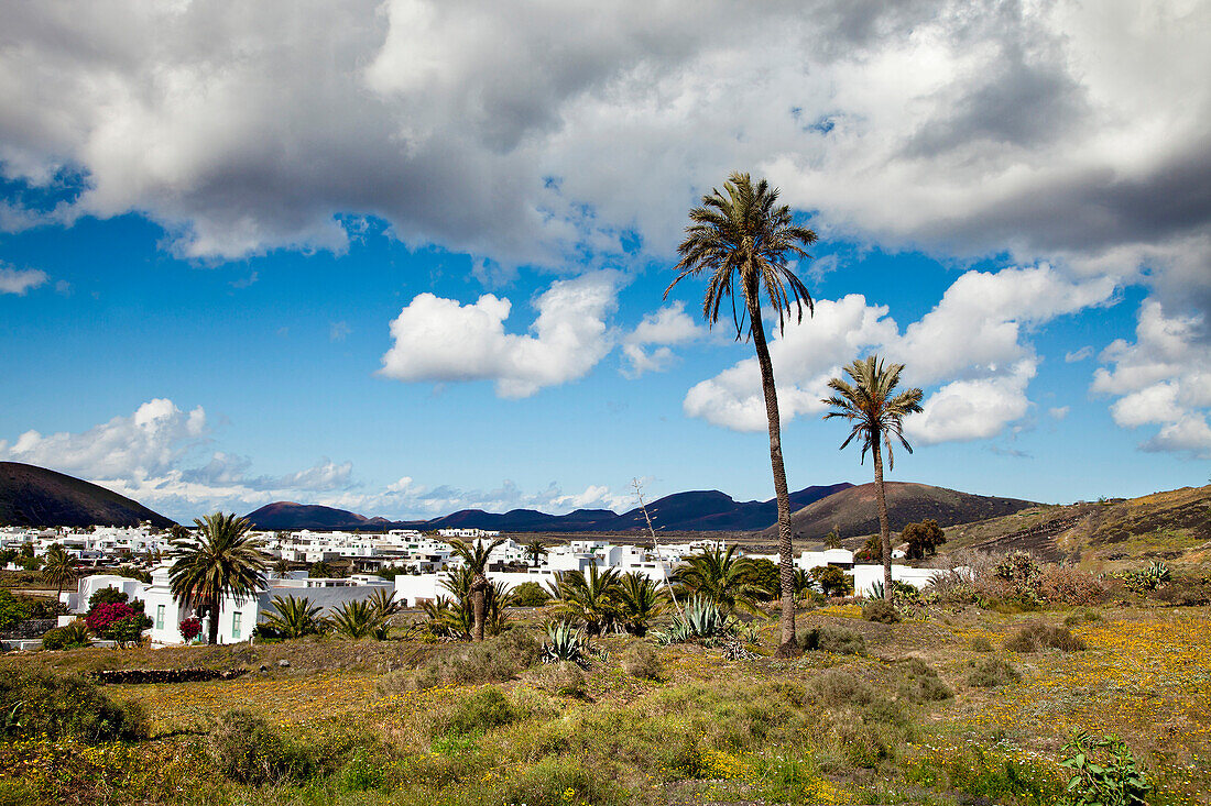 Houses and palm trees, Uga, Lanzarote, Canary Islands, Spain, Europe