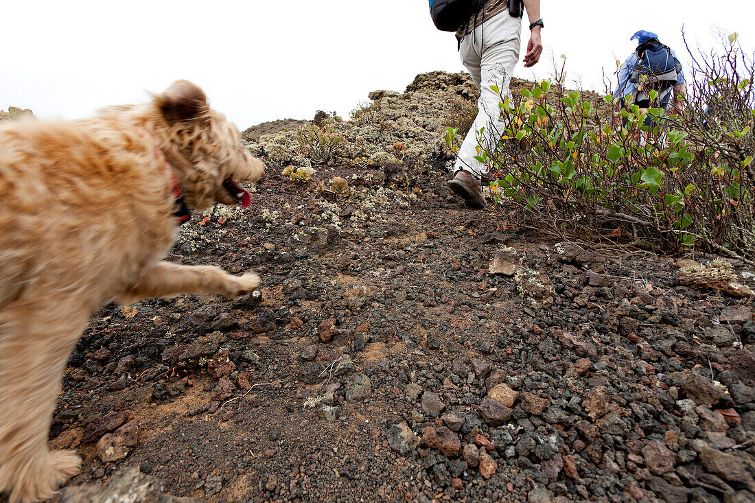 Hikers with dog in volcanic landscape, Lanzarote, Canary Islands, Spain, Europe