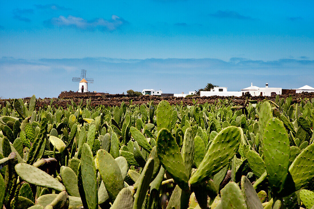 Cacti and windmill, Guatiza, Lanzarote, Canary Islands, Spain, Europe