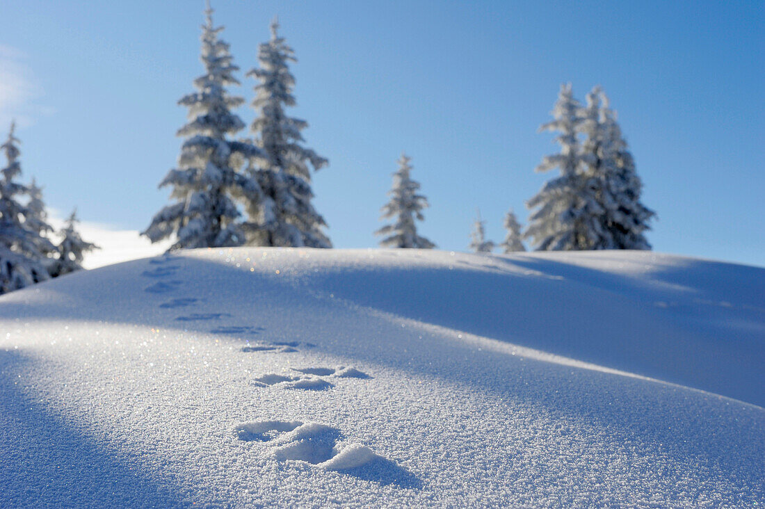 Footprints of a rabbit in deep snow in front of a winter forest, Hochries, Chiemgau range, Chiemgau, Upper Bavaria, Bavaria, Germany