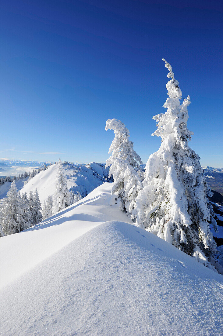 Verschneite Fichten auf Bergkamm mit Blick auf Karkopf, Hochries, Chiemgauer Alpen, Chiemgau, Oberbayern, Bayern, Deutschland