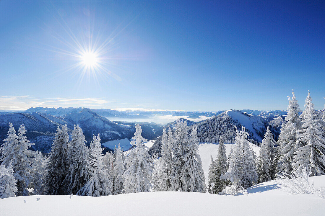 Snow-covered fir trees with view down to the Inn valley, Hochries, Chiemgau range, Chiemgau, Upper Bavaria, Bavaria, Germany
