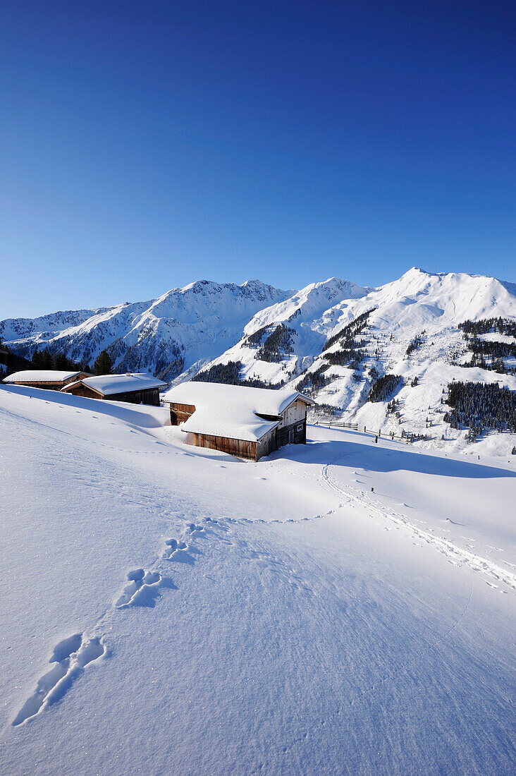 Hasenspur führt auf verschneite Almen zu, Breiteck, Wildschönau, Kitzbüheler Alpen, Tirol, Österreich