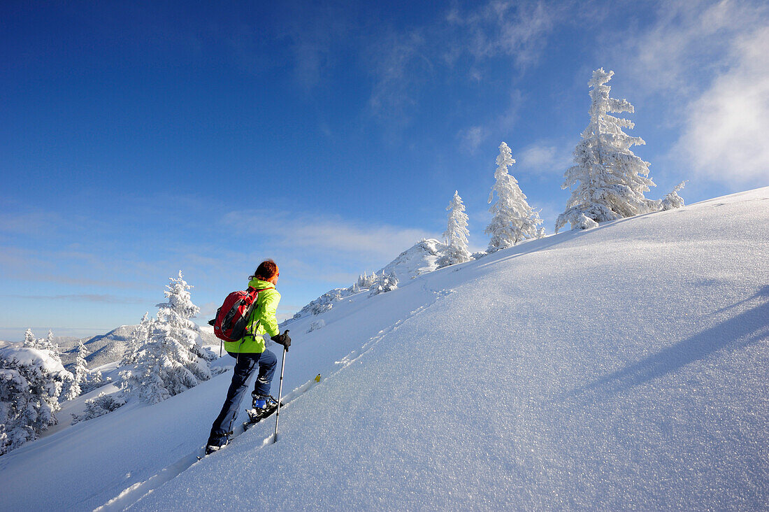 Frau steigt auf Skitour durch Winterwald zum Schildenstein auf, Schildenstein, Tegernseer Berge, Bayerische Voralpen, Oberbayern, Bayern, Deutschland