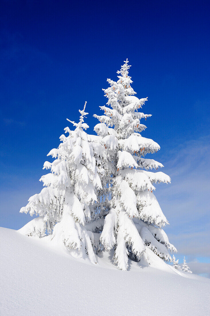 Snow covered fir trees, Schildenstein, Tegernseer range, Bavarian Prealps, Upper Bavaria, Bavaria, Germany