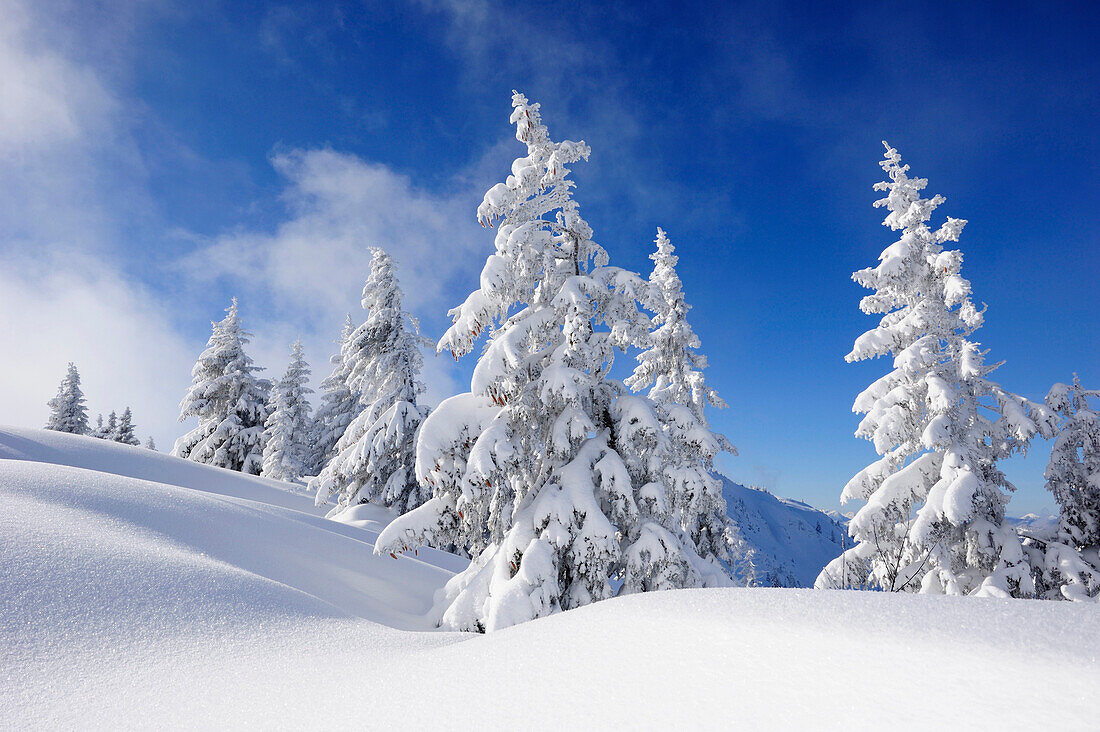 Snow covered fir trees, Schildenstein, Tegernseer range, Bavarian Prealps, Upper Bavaria, Bavaria, Germany
