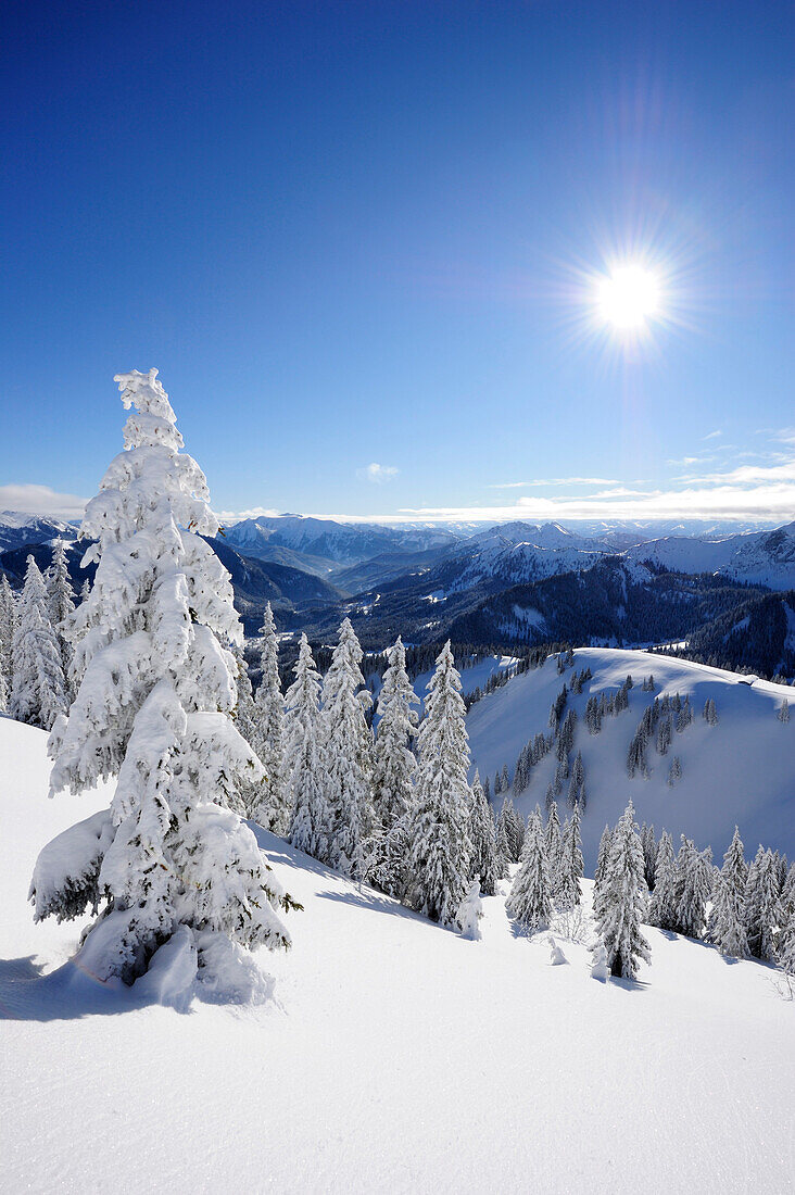 Winterwald am Wallberg, Wallberg, Tegernseer Berge, Bayerische Voralpen, Oberbayern, Bayern, Deutschland