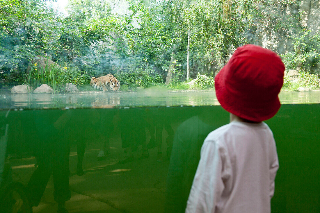 Kind schaut auf Tiger beim Trinken, Blick durch eine Glasscheibe, Leipzig Zoo, Leipzig, Sachsen, Deutschland