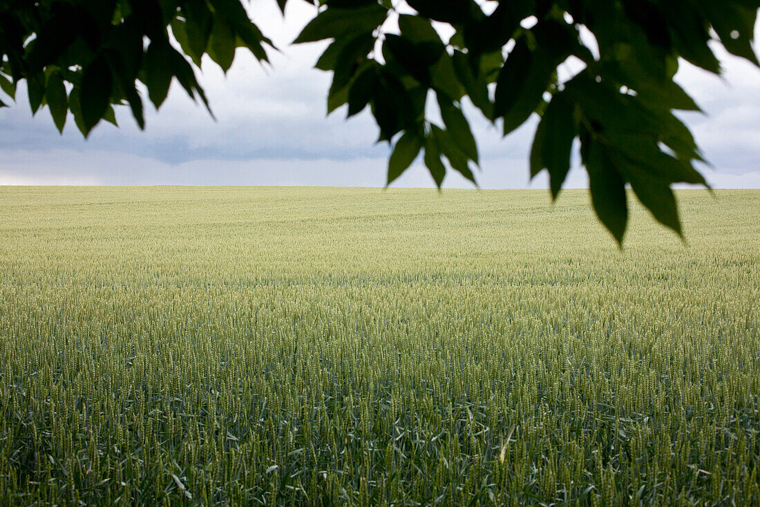 Getreidefeld, Klützer Winkel, Hinterland, Ostseeküste, Stellshagen, Mecklenburg-Vorpommern, Deutschland