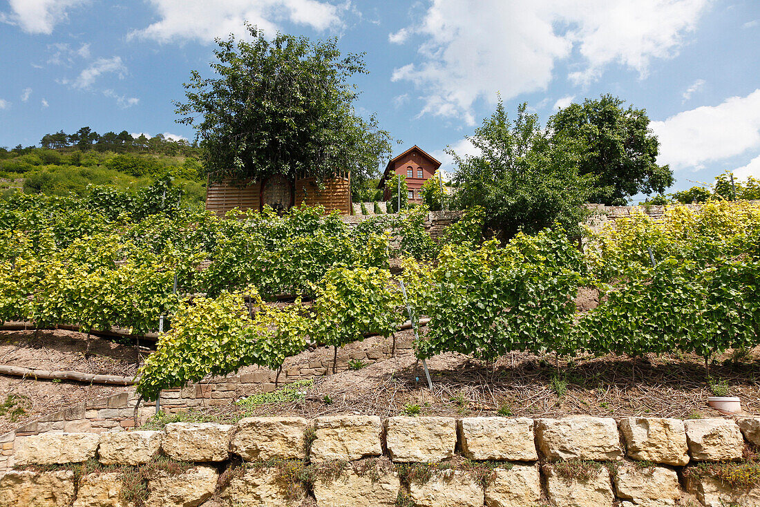 Vineyard, winegrowing upon the Saale and Unstrut, Freyburg, Saxony-Anhalt, Germany