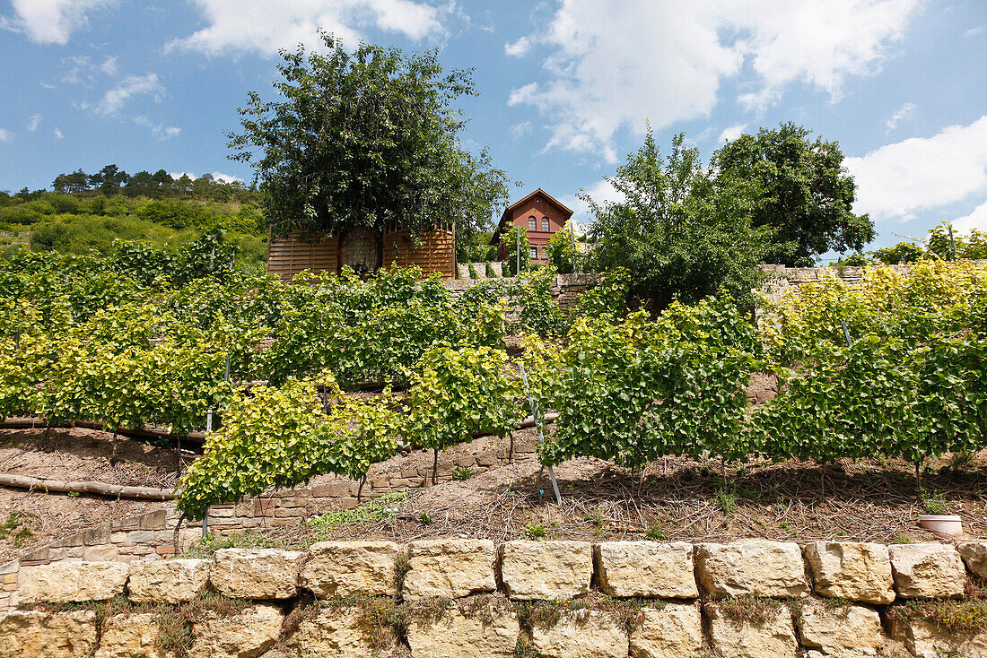 Weinhang, Weinberg, Weinanbau an der Saale und Unstrut, Freyburg, Sachsen-Anhalt, Deutschland