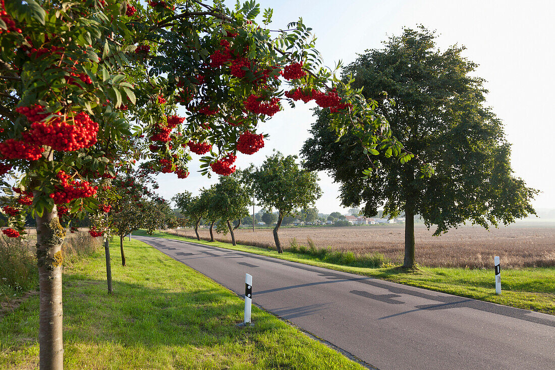 Eberesche einer Landstraße entlang, Strasse im Hinterland der Insel Usedom, Ostseeküste, Stolpe, Mecklenburg-Vorpommern, Deutschland