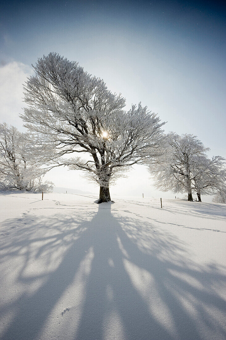 Schneebedeckte Buchen, Schauinsland, nahe Freiburg im Breisgau, Schwarzwald, Baden-Württemberg, Deutschland