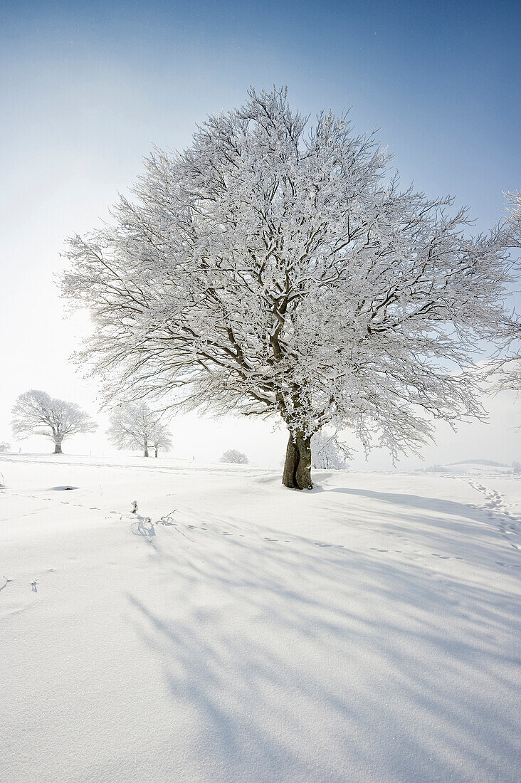 Snow covered beech trees, Schauinsland, near Freiburg im Breisgau, Black Forest, Baden-Wurttemberg, Germany
