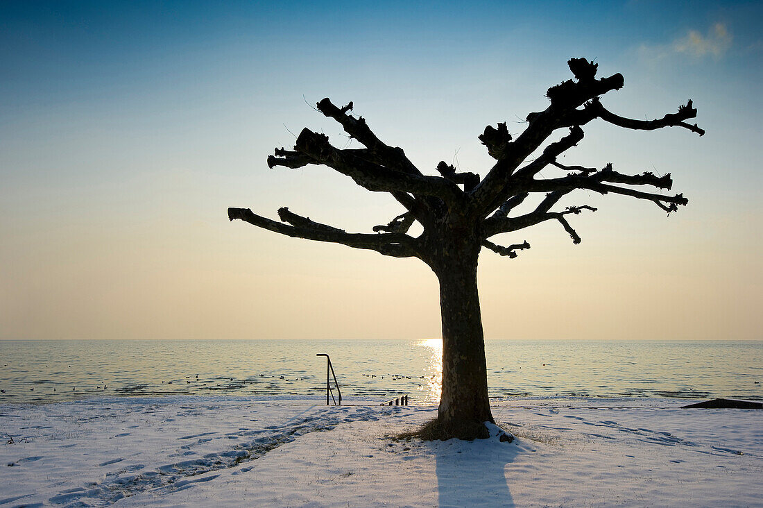 Baum am Seeufer bei Sonnenuntergang, Wasserburg, Bodensee, Bayern, Deutschland