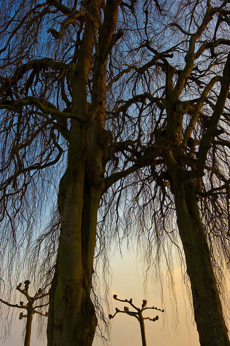 Trees at Montfort castle, Langenargen, Lake Constance, Baden-Württemberg, Germany