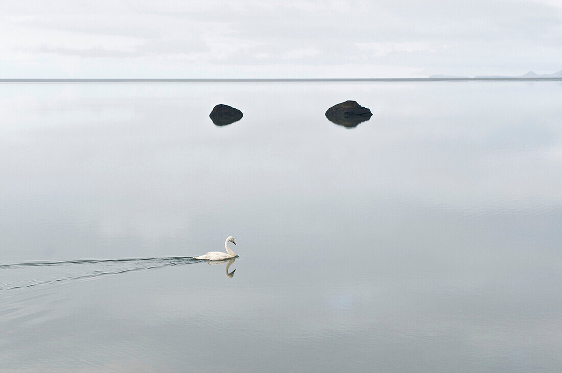 Whooper Swan in the quiet waters of the lagoon near Skogar, Iceland, Scandinavia, Europe