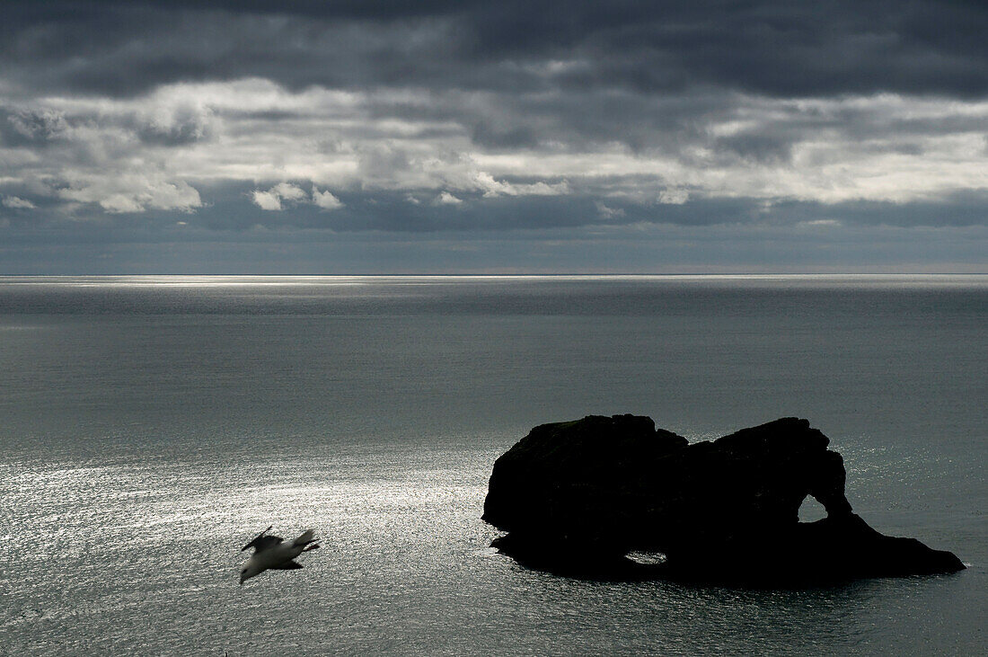 Rocky coast near Vik I Myrdal, Iceland, Scandinavia, Europe