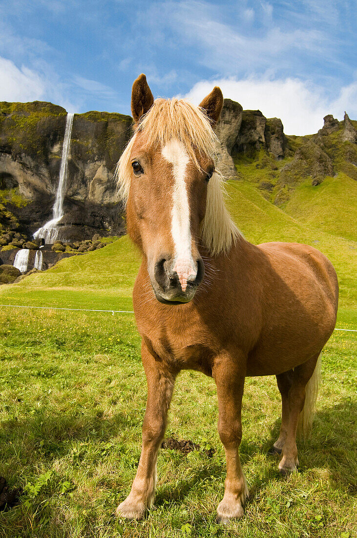Icelandic horse near Skogar, Iceland, Scandinavia, Europe