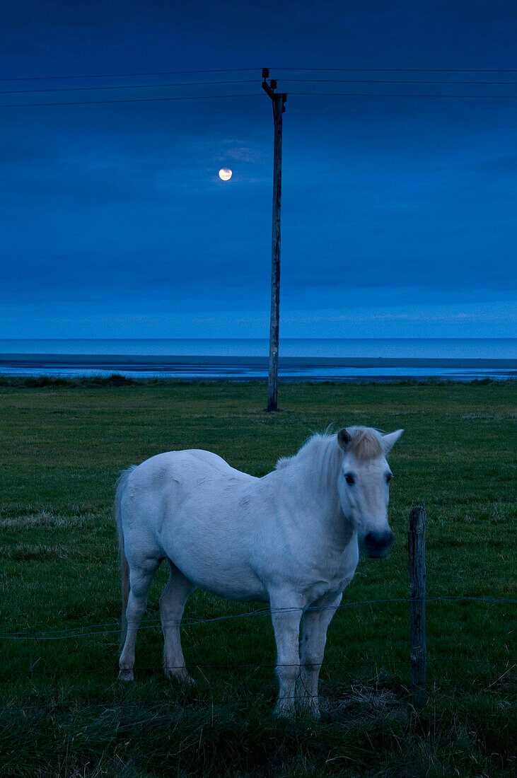 Islandpferd auf der Wiese bei Höfn, Island, Skandinavien