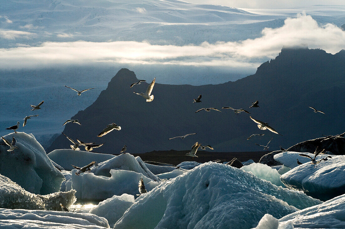 Jökulsarlon, Gletschersee, Island, Skandinavien